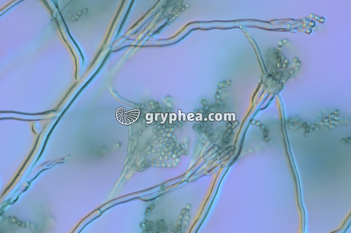 Penicillium - Conidiophores et conidies x100 - gryphea.org